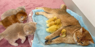 母猫を取ったヒナ達