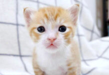 突然ごめん寝しちゃう子猫達。その可愛すぎる姿にキュンとする ( *´艸`)♡ 突然ごめん寝する子猫