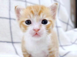 突然ごめん寝する子猫