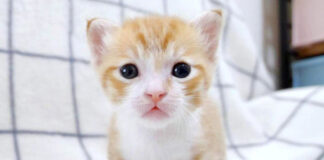 突然ごめん寝する子猫