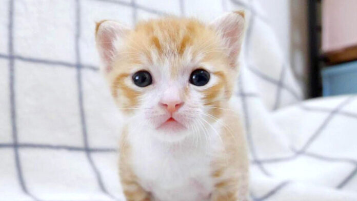 突然ごめん寝する子猫