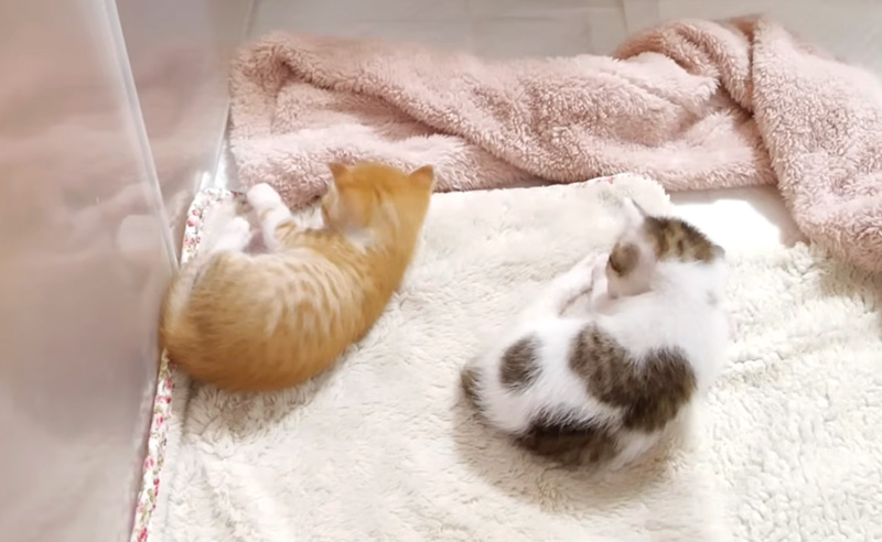 動きがシンクロする子猫達