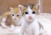 動きがシンクロする仲良し過ぎな子猫の姉弟に癒される (*´ェ`*)♡ 動きがシンクロする子猫達