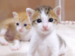 動きがシンクロする子猫達