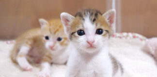 動きがシンクロする子猫達