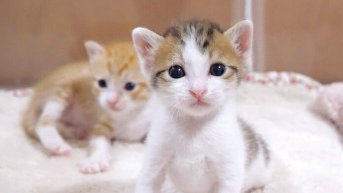 動きがシンクロする子猫達