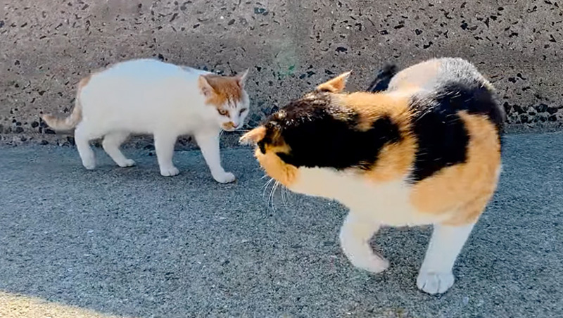 ケンカする猫達