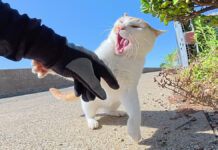 手を攻撃するヤンキー猫