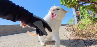 手を攻撃するヤンキー猫