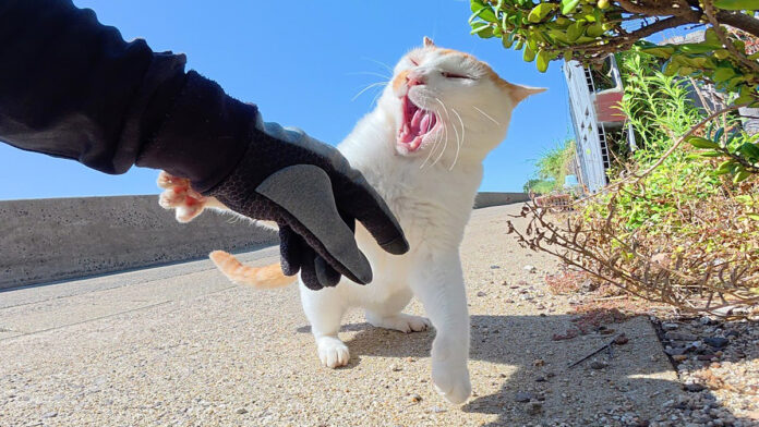 手を攻撃するヤンキー猫