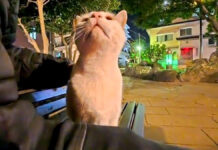 夜の公園で出会った猫さん。ベンチに座ると甘えてきて癒される♡ 夜の公園で出会った猫