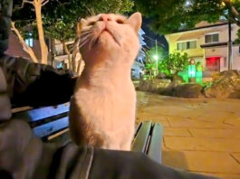 夜の公園で出会った猫