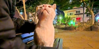 夜の公園で出会った猫