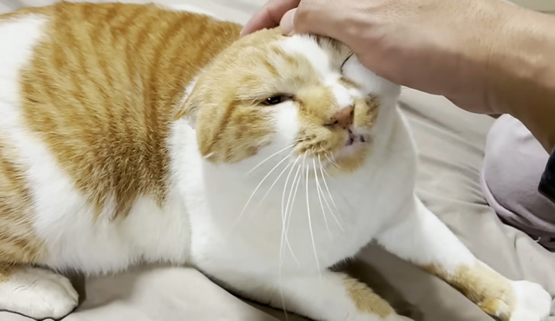 撫でられる猫