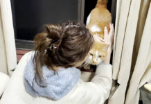 2階の窓の外に現れた猫