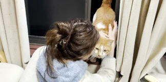 2階の窓の外に現れた猫