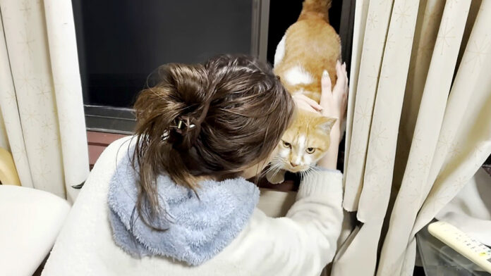 2階の窓の外に現れた猫