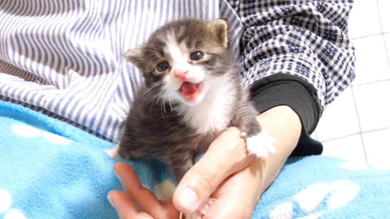 大きな声で鳴く子猫