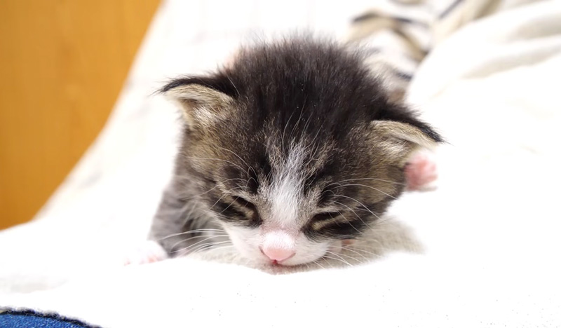 満足そうに眠る子猫