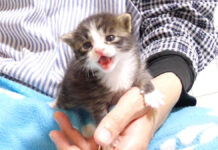 大きな声で鳴く子猫