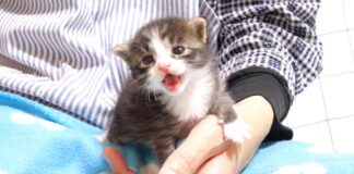 大きな声で鳴く子猫