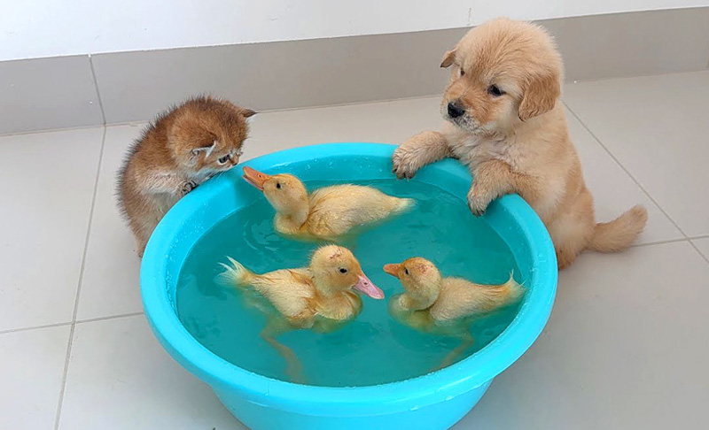 子猫と子犬とヒナ