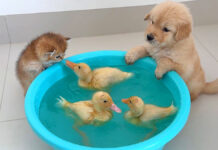 ヒナが気になる子猫と子犬