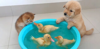 ヒナが気になる子猫と子犬