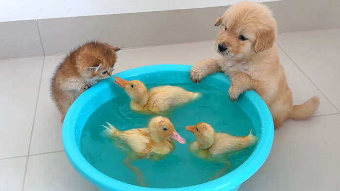 ヒナが気になる子猫と子犬