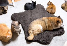 柴犬の周りに集まる猫達