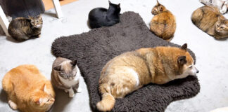 柴犬の周りに集まる猫達