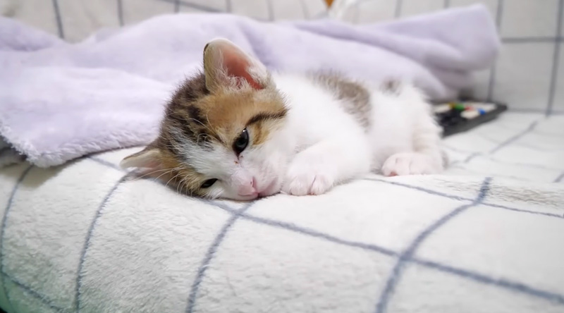 ソファーの上でウトウトする子猫