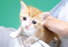 喉を鳴らしながら甘える子猫