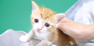 喉を鳴らしながら甘える子猫