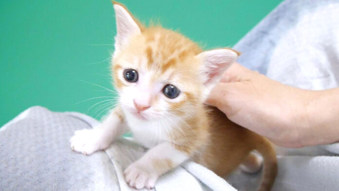 amaegorogoro_neko_title 喉を鳴らしながら甘える子猫