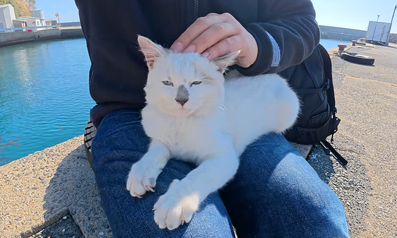 膝の上で撫でられる子猫