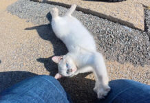 甘えん坊な子猫