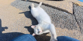 甘えん坊な子猫