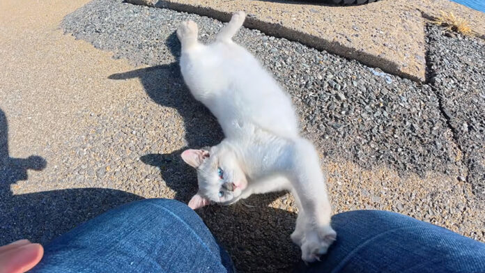 甘えん坊な子猫