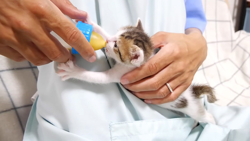 ミルクを飲む子猫