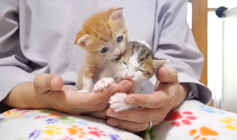 姉猫にもみくちゃにされる子猫