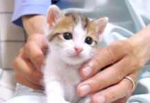 姉猫にもみくちゃにされる子猫