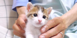 姉猫にもみくちゃにされる子猫