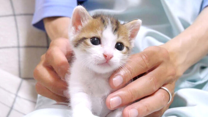 anemomikucha_neko_title 姉猫にもみくちゃにされる子猫