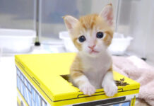 バスではしゃぐ子猫