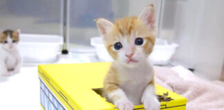 バスではしゃぐ子猫