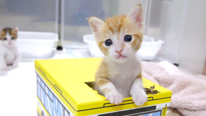 バスではしゃぐ子猫