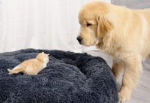 子猫にベッドを取られた犬