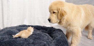 子猫にベッドを取られた犬