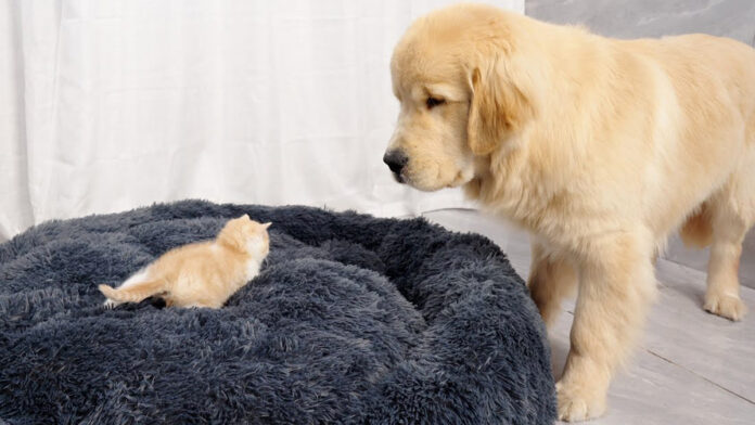 子猫にベッドを取られた犬